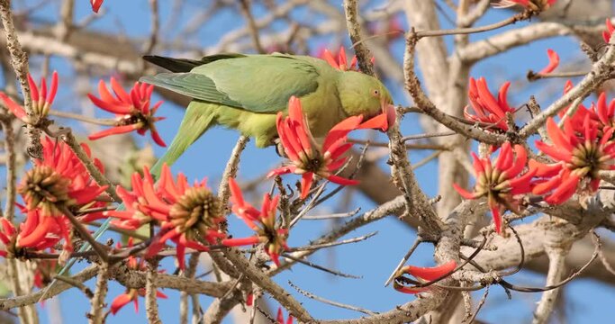 Slow-motion footage of a green Parrot drinks nectar from blooming red flowers