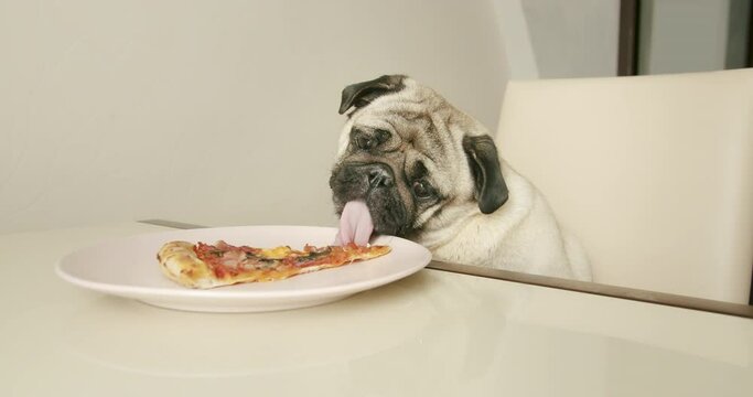 Funny hungry pug dog stealing food from table. Funny pizza thief. Licking pizza while the owner is away. Funny dog food concept. Pug dogs love food