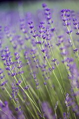 Naklejka premium Provence - lavender field