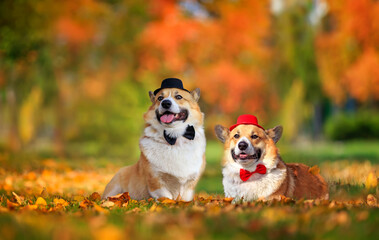 two beautiful corgi dog brothers in gentleman hats and ties sit in an autumn sunny park