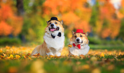 two beautiful corgi dog brothers in gentleman hats and ties sit in an autumn sunny park
