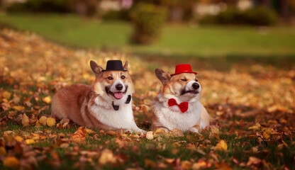 two beautiful corgi dog brothers in gentleman hats and bow ties lie on the grass in an autumn sunny park