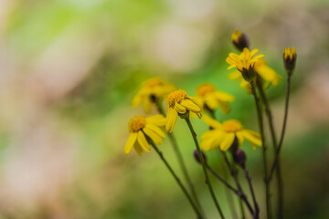 Wildflowers of Pennsylvania