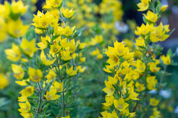 yellow flower background in the garden