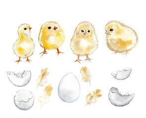 Watercolor illustration. Spring easter design. Yellow chickens and egg shells, feathers.  For textiles, clothing, wrapping paper