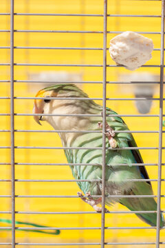 Vista lateral de un agapornis posado en la percha de una jaula con un hueso de jibia a la derecha