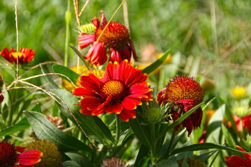Colorful zinnia flower. Background. Zinnia flower blooming in spring