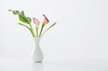 pink calla lily in vase  on white background