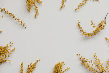 Flowers composition. Yellow mimosa flowers on white background