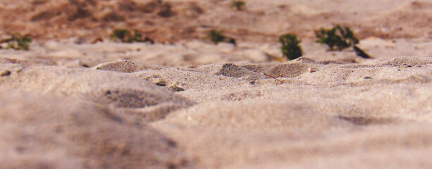 Reddish sand dunes of the desert  