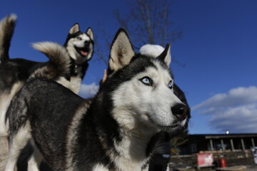 Husky dogs enjoying the snow during cold winter