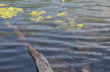 Lake Closeup