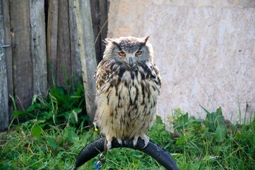 The great horned owl (Bubo virginianus), aka the tiger or hoot owl in Scotland, UK