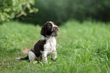 Fototapeta premium Little English Springer Spaniel puppy walking in the garden