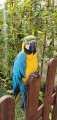 blue and yellow macaw ara