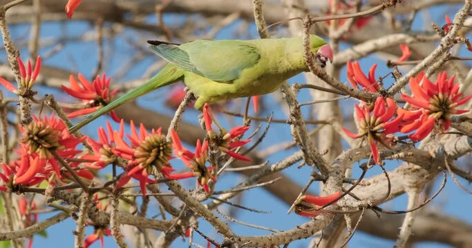 Slow-Motion Footage Of A Green Parrot Drinks Nectar From Blooming Red Flowers