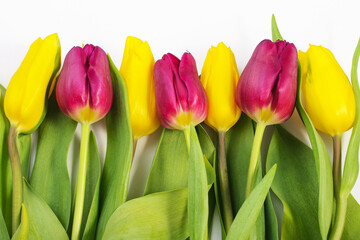 Naklejka premium Spring composition. Yellow and purple tulips on a white background. spring background. women's Day