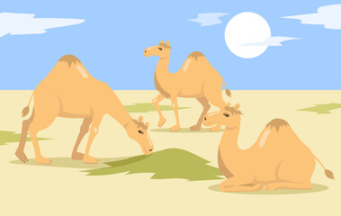One hump camels herd walking and eating grass in desert. Wild dromedary animal group cartoon characters in nature. Flat vector illustration. Egypt landscape concept