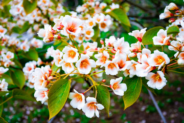 white flowers tree aleurites euphorbiaceae in the spring