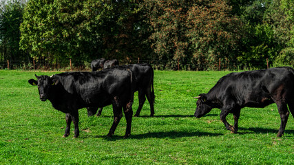 Naklejka na ściany i meble Cattle in the meadow. Cows on a green field.