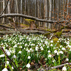 blühende Frühlingsknotenblumen im Wald
