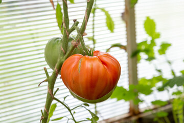 Big red tomatoes ripening on a branch in a green house