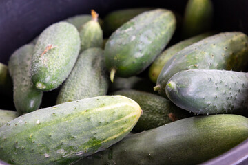 Big cucumbers in a bowl. Gardening and ripe crop of vegetables