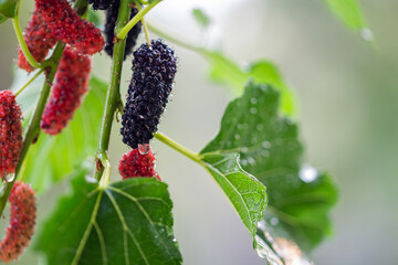 Water droplets on Fresh mulberry, black ripe and red unripe mulberries on the branch of tree.