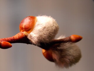 a small soft autumn plant