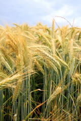 Gerstenfeld im Sommer vor der Ernte