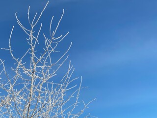 Winter scenery along the parks and walkways of Calgary Alberta
