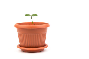Young plant in small flowerpot. Growing seedlings.Gardening and ecology concept.