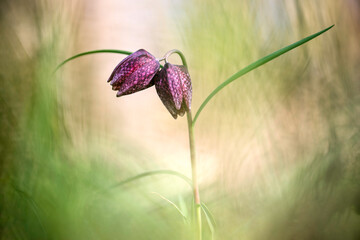 Double fritillary in the grass