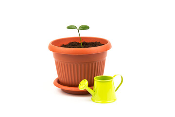 lemon tree sprout in pot with watering can. Watering young seedling at home. Gardening and ecology concept.