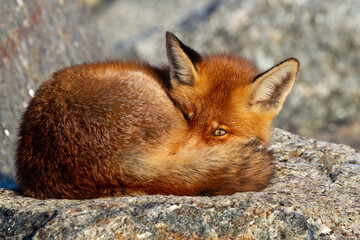 a red fox sleeping on a rock with one eye open in the afternoon sun in the wild
