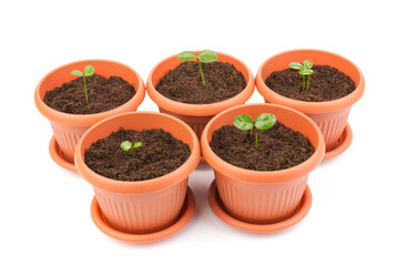 Young plant in small flowerpot. Growing seedlings.Gardening and ecology concept.