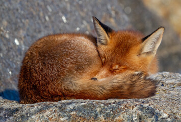 a red fox sleeping on a rock in the afternoon sun in the wild