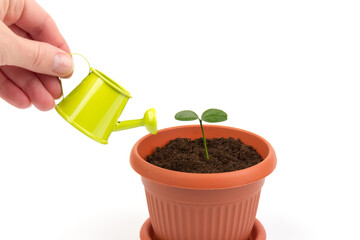 Female hand watering lemon tree sprout in pot with watering can. Watering young seedling at home. Gardening and ecology concept.