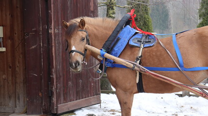 horse with saddle in tourist complex