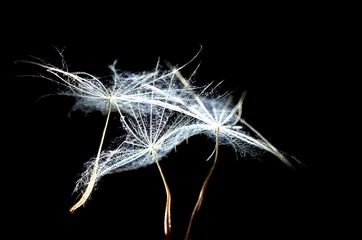 illuminated dandelion seeds in the dark