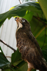 white eye buzzard