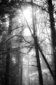 black and white photo of fog on the forest in the morning 