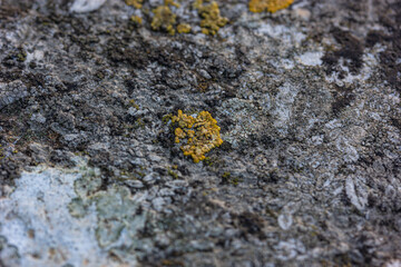 stone covered with dry and dead moss