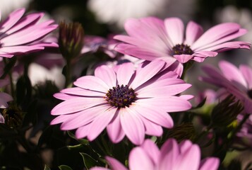 White and purple daisy.Botanical concept