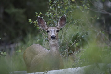 doe mule deer hiding and watching carefully through the foliage
