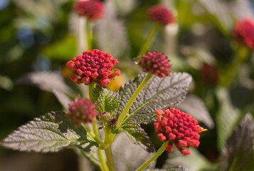 Common Lantana flower. Botanical name: lantana camara.