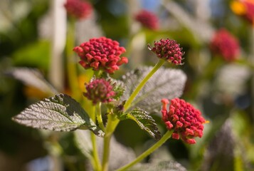 Common Lantana flower. Botanical name: lantana camara.