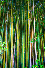 Lanscape of bamboo tree in tropical rainforest