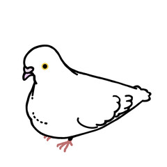 もっちりと可愛い白鳩さん