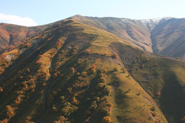 Fall colors tree in Kyrgyzstan with the Tien Shan Mountains in the background, in the autumn.